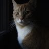 hesetti